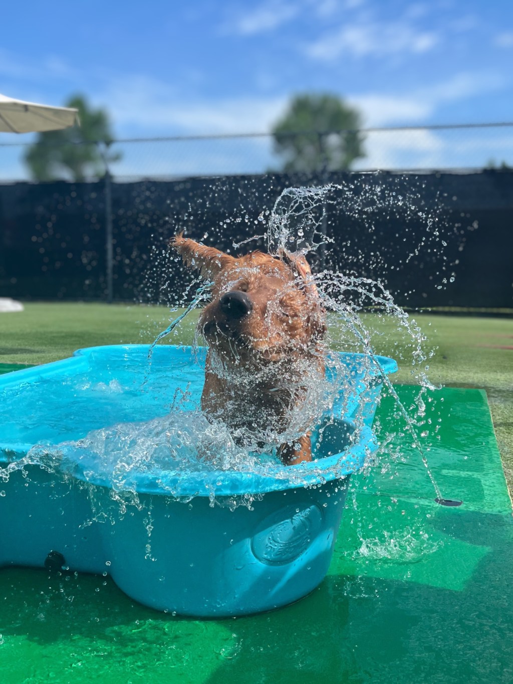 Why Dog Daycare Benefits Go Beyond Basic Care (Expert Insights&nbsp;2025)