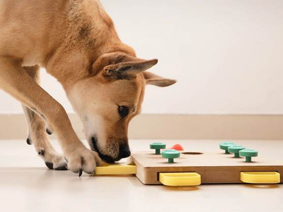 Why Your Dog’s Brain Needs Exercise: The Hidden Truth About Mental&nbsp;Stimulation